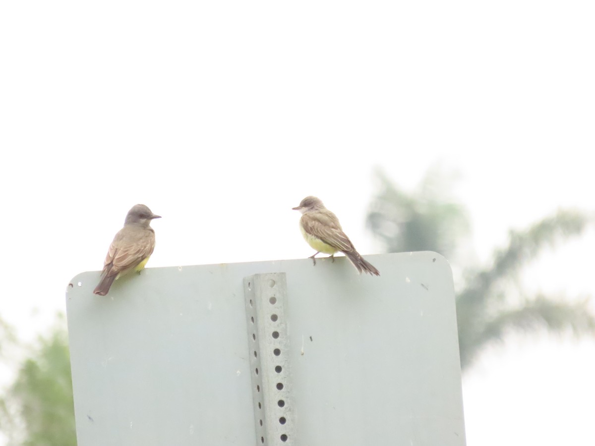 Cassin's Kingbird - ML638320687