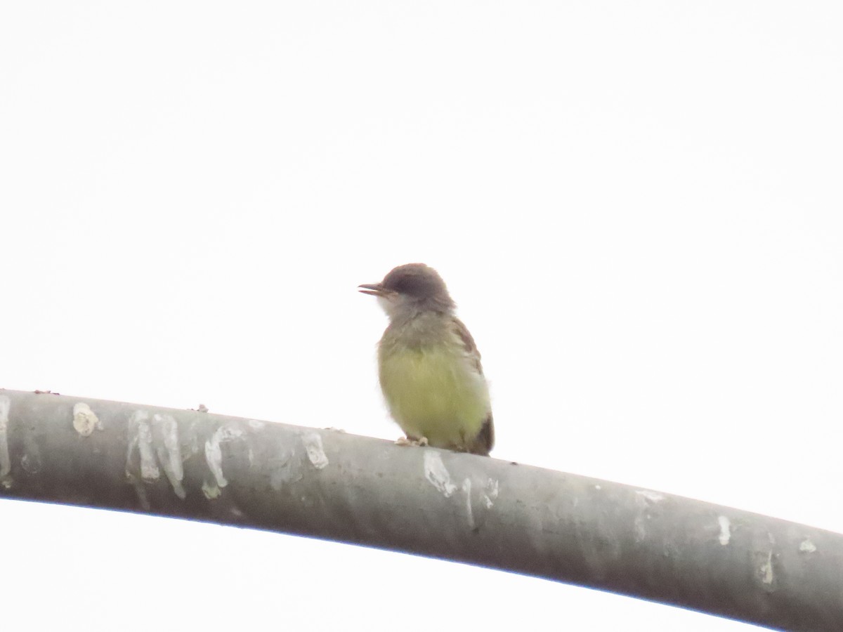 Cassin's Kingbird - ML638320688