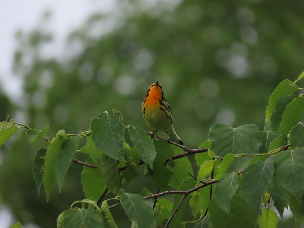 Blackburnian Warbler - ML638320693