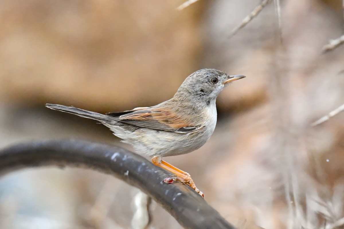 Spectacled Warbler - ML638320696