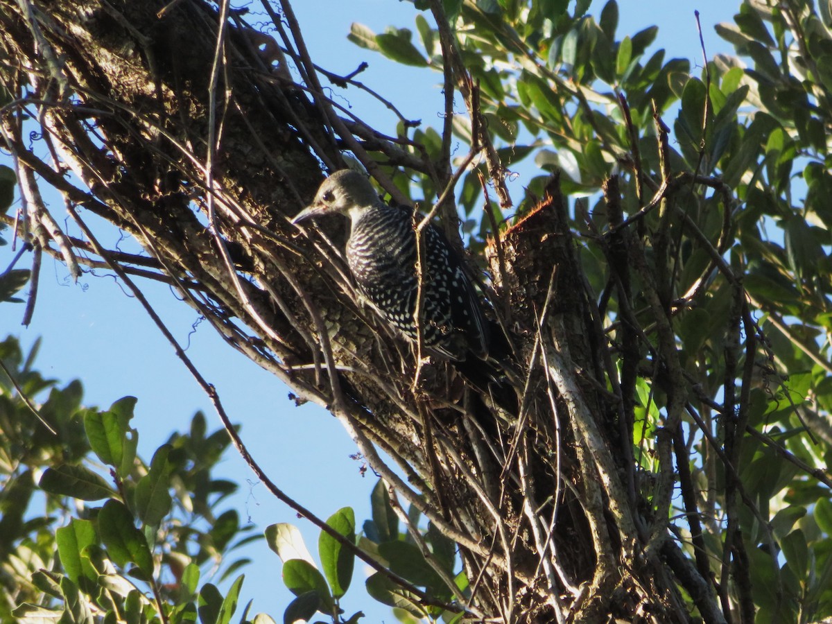 Red-bellied Woodpecker - ML638320697