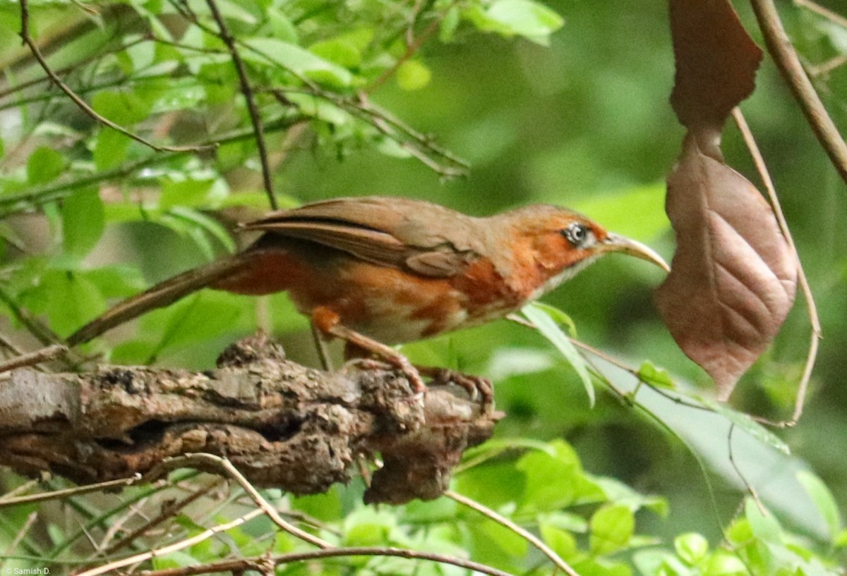 Rusty-cheeked Scimitar-Babbler - ML638320698