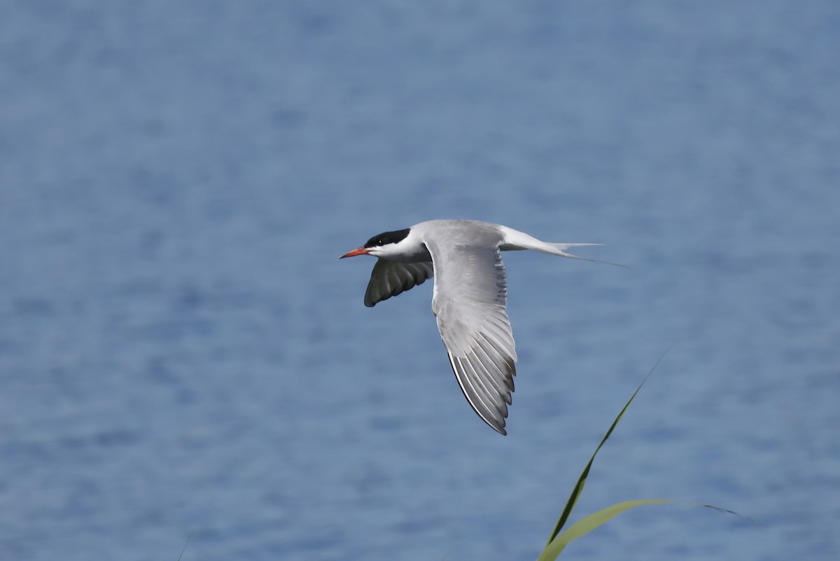 Common Tern - ML638320699