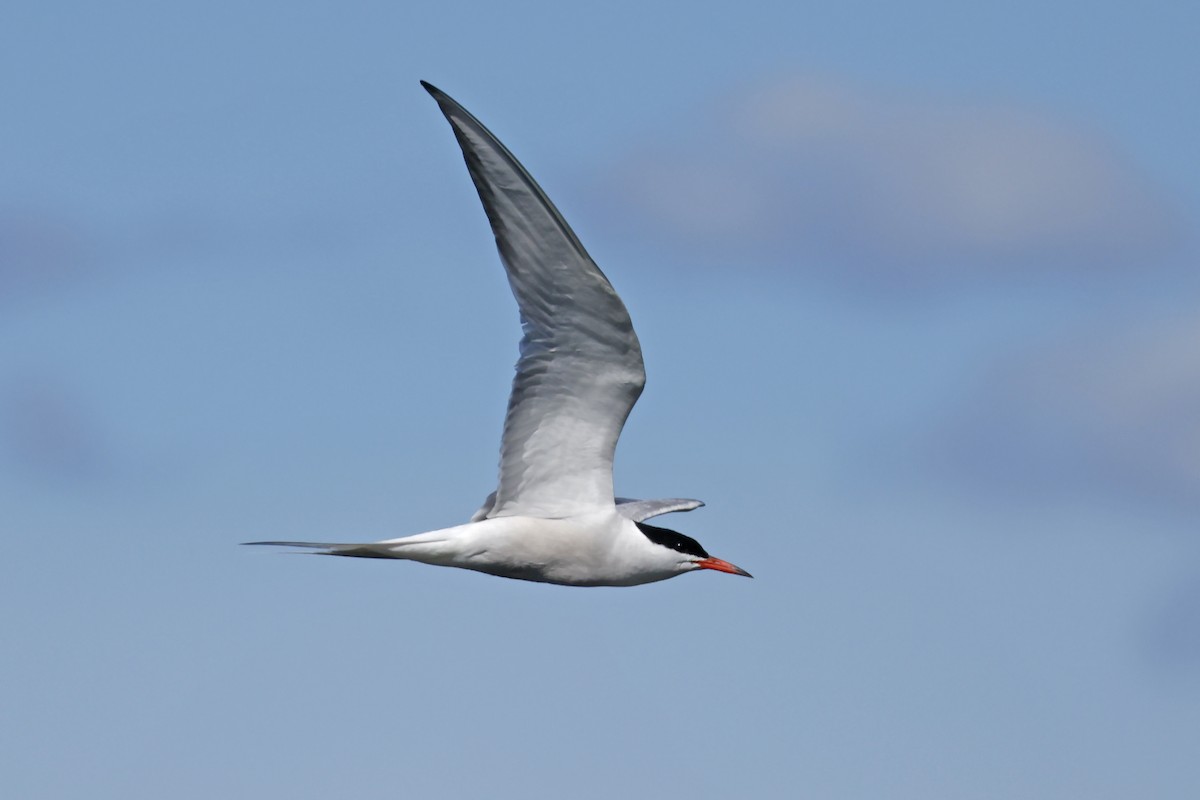 Common Tern - ML638320700