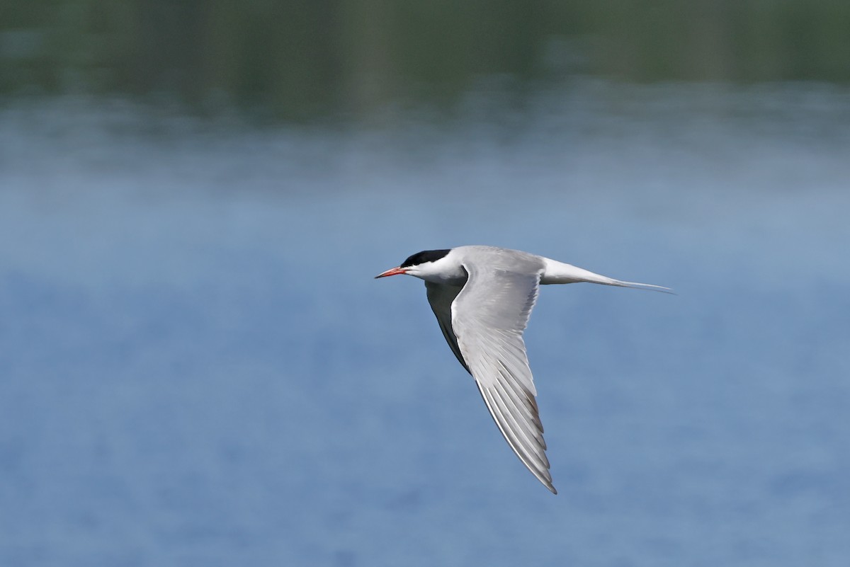 Common Tern - ML638320701