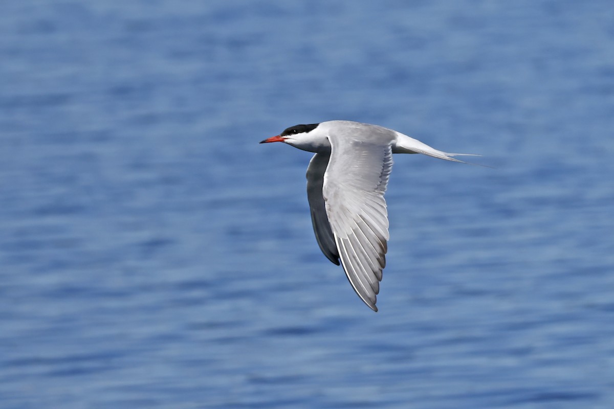 Common Tern - ML638320702