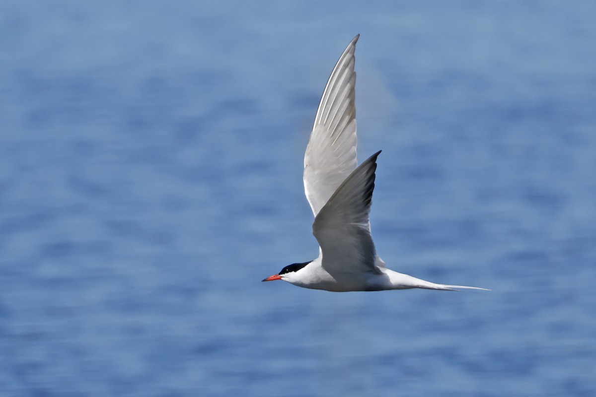Common Tern - ML638320703