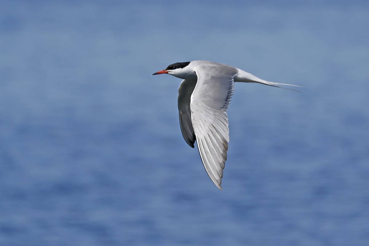 Common Tern - ML638320704