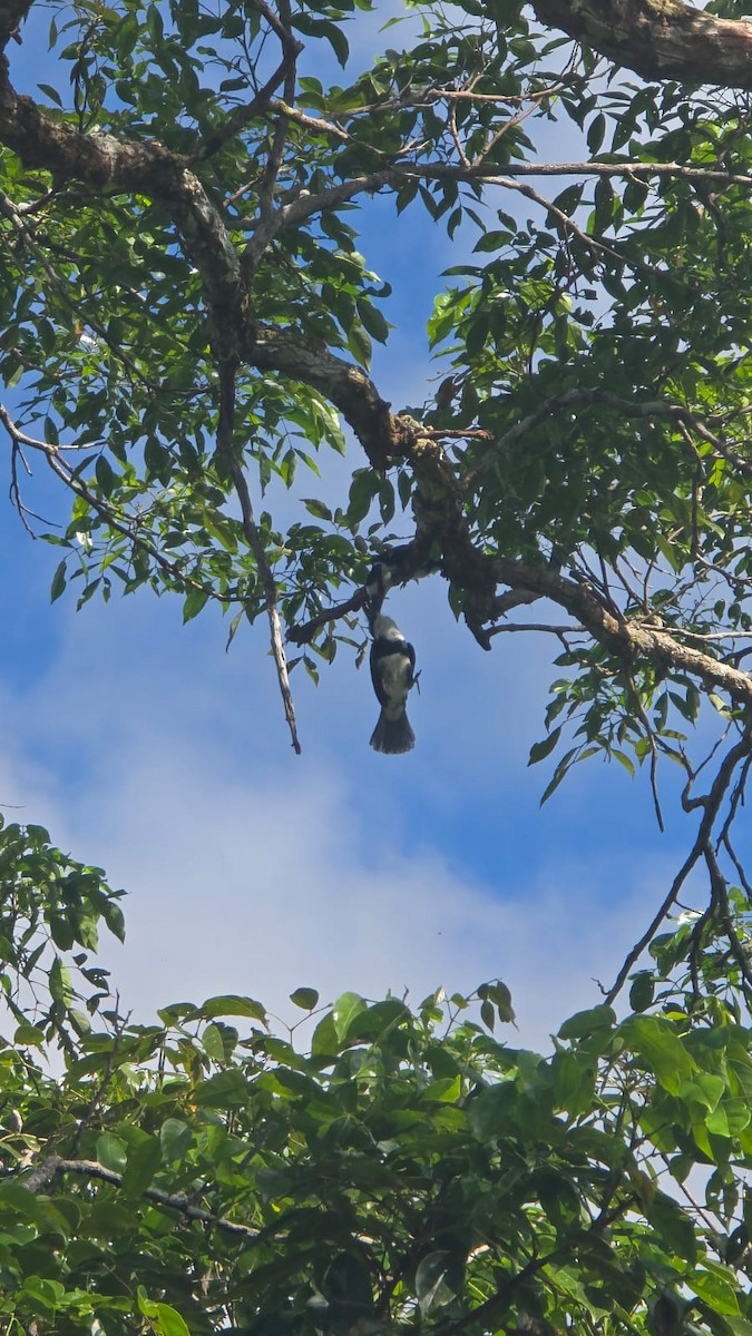 White-necked Puffbird - ML638320705