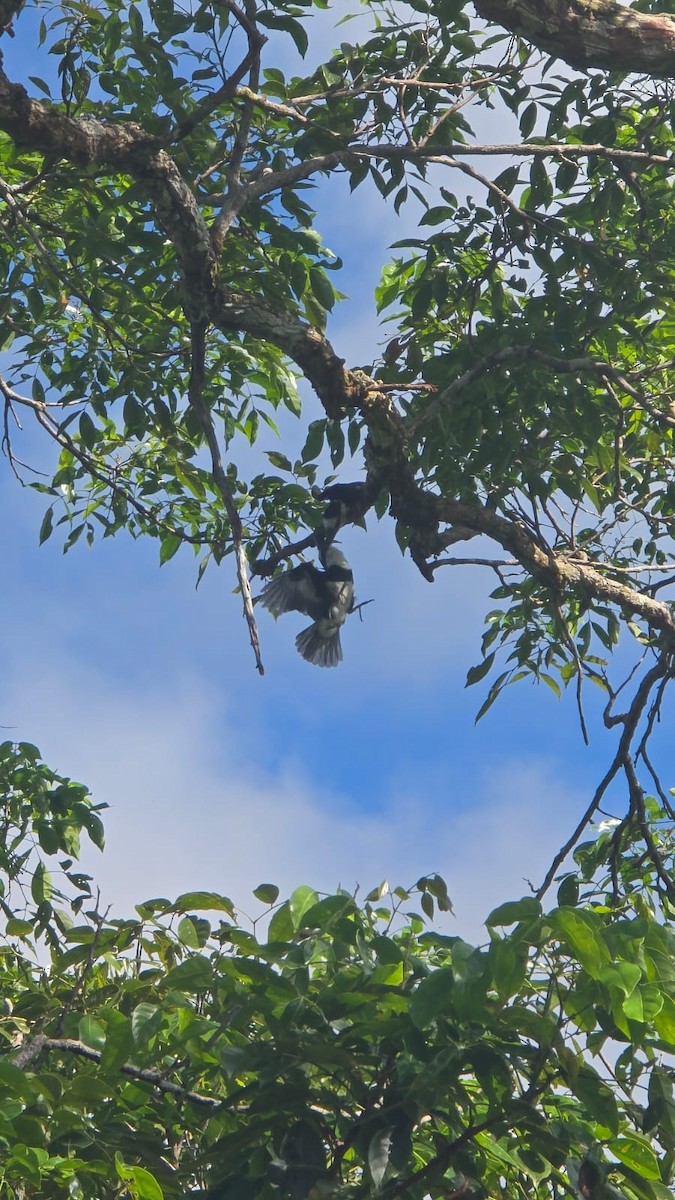 White-necked Puffbird - ML638320706