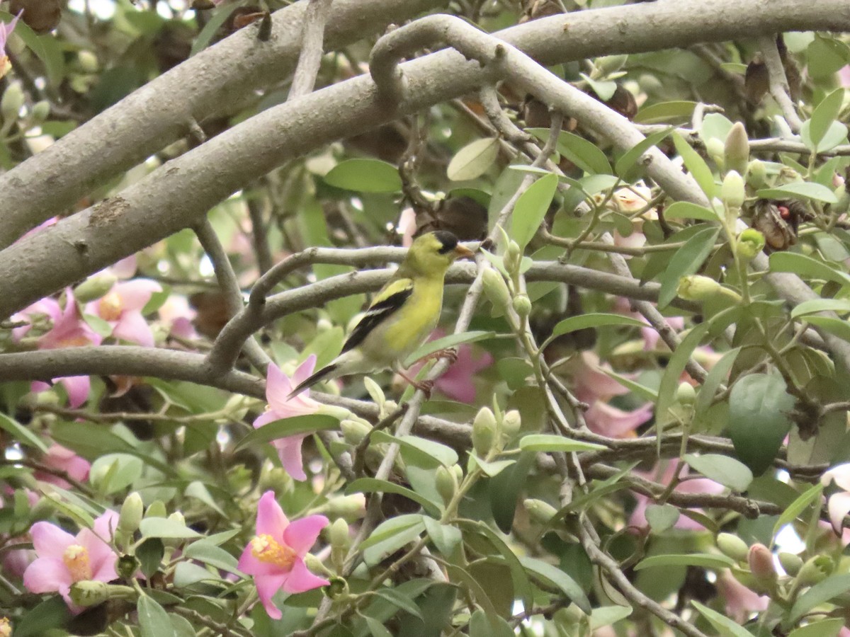 American Goldfinch - ML638320707