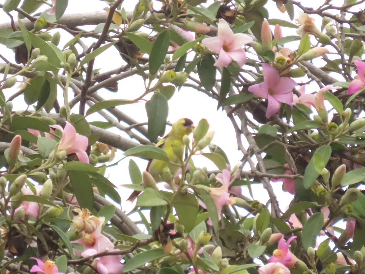 American Goldfinch - ML638320708