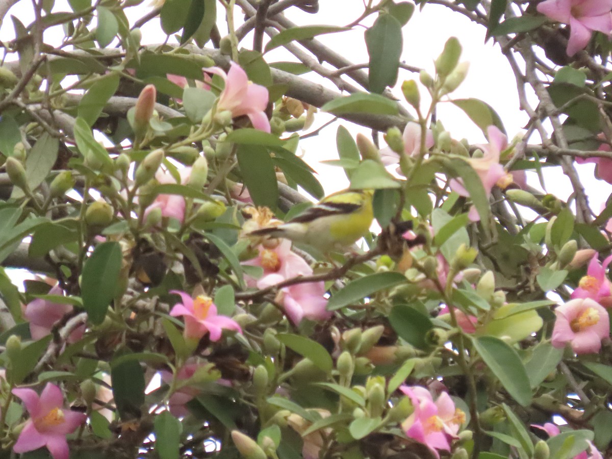 American Goldfinch - ML638320709