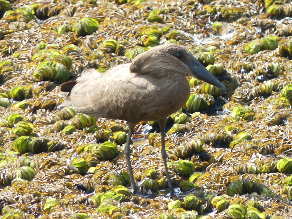 Hamerkop - ML638320710