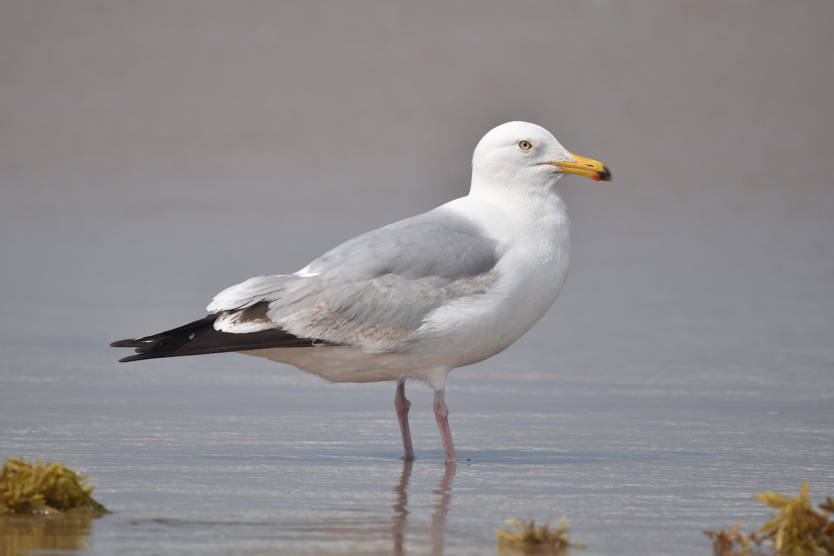 American Herring Gull - ML638320711