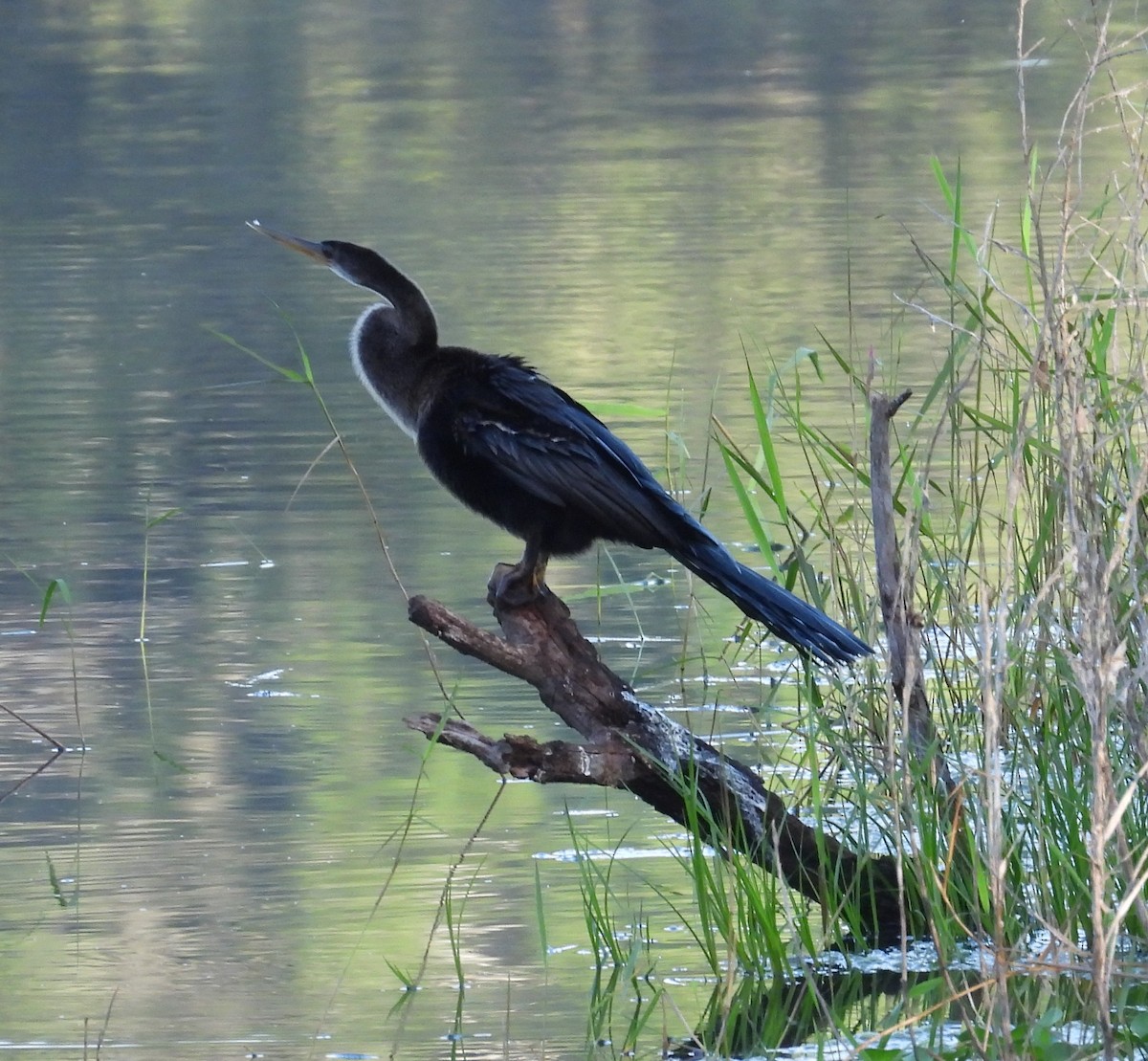 Anhinga - ML638320719