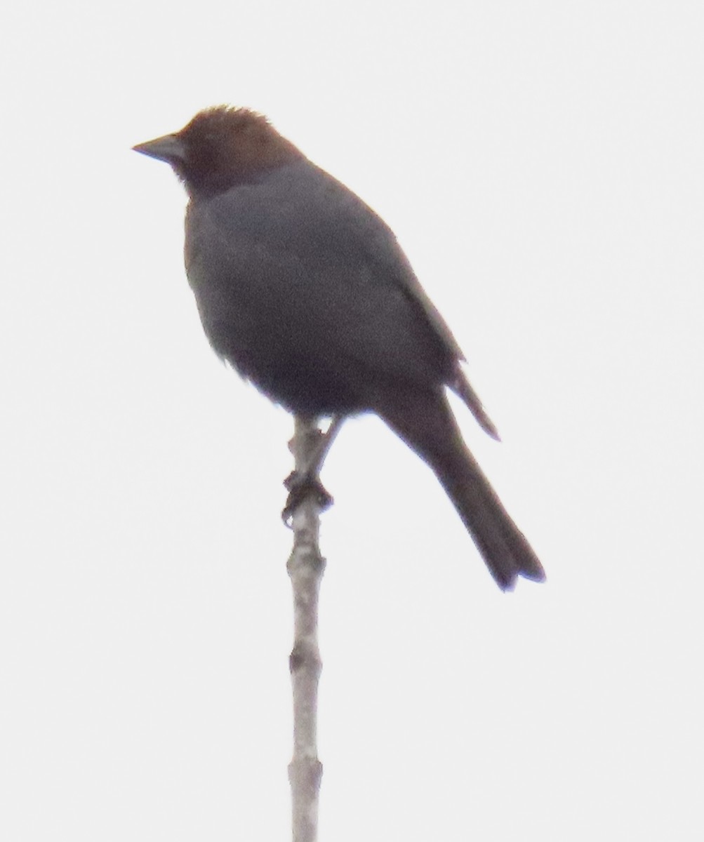 Brown-headed Cowbird - ML638320730
