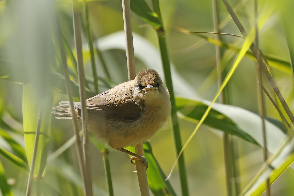 Common Reed Warbler - ML638320740
