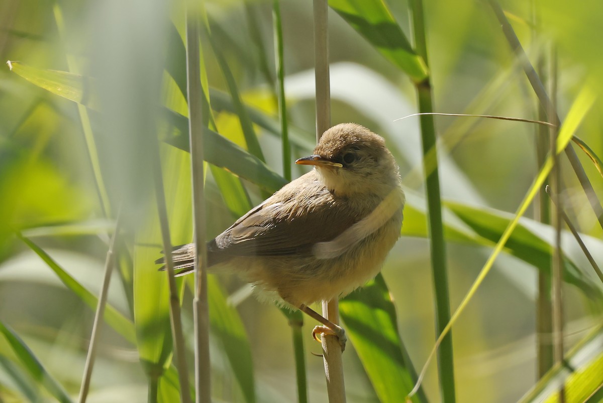 Common Reed Warbler - ML638320741
