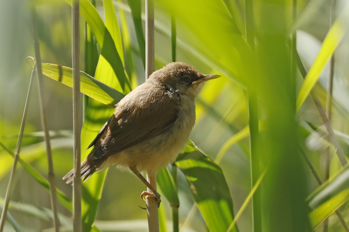Common Reed Warbler - ML638320742