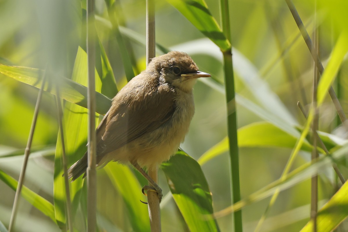 Common Reed Warbler - ML638320743