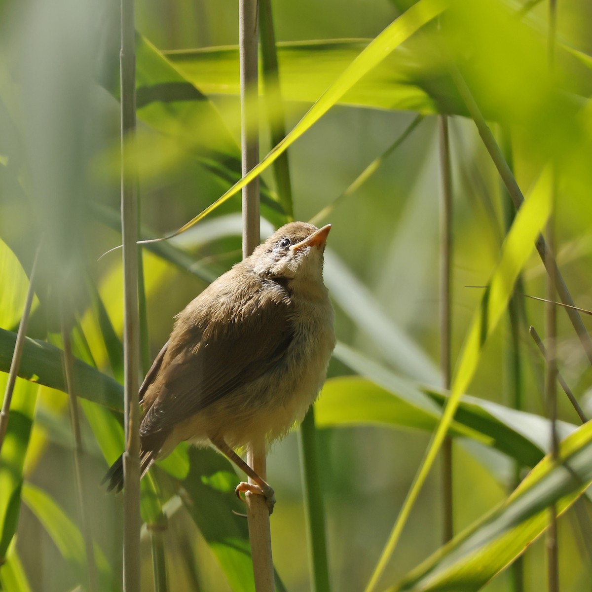 Common Reed Warbler - ML638320745