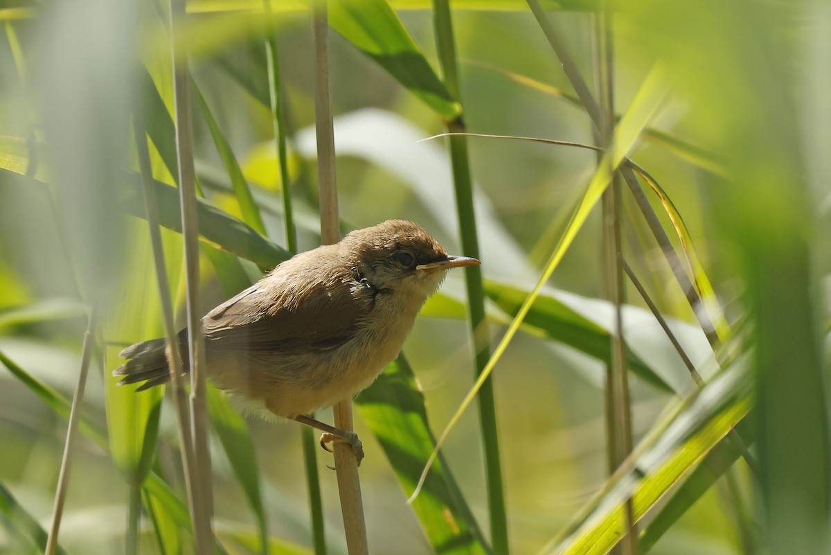 Common Reed Warbler - ML638320746