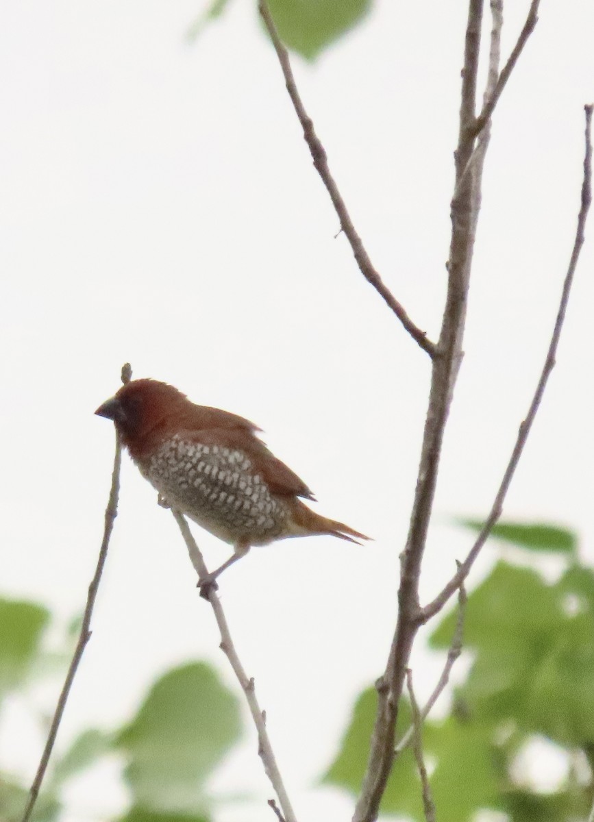 斑文鳥 - ML638320752