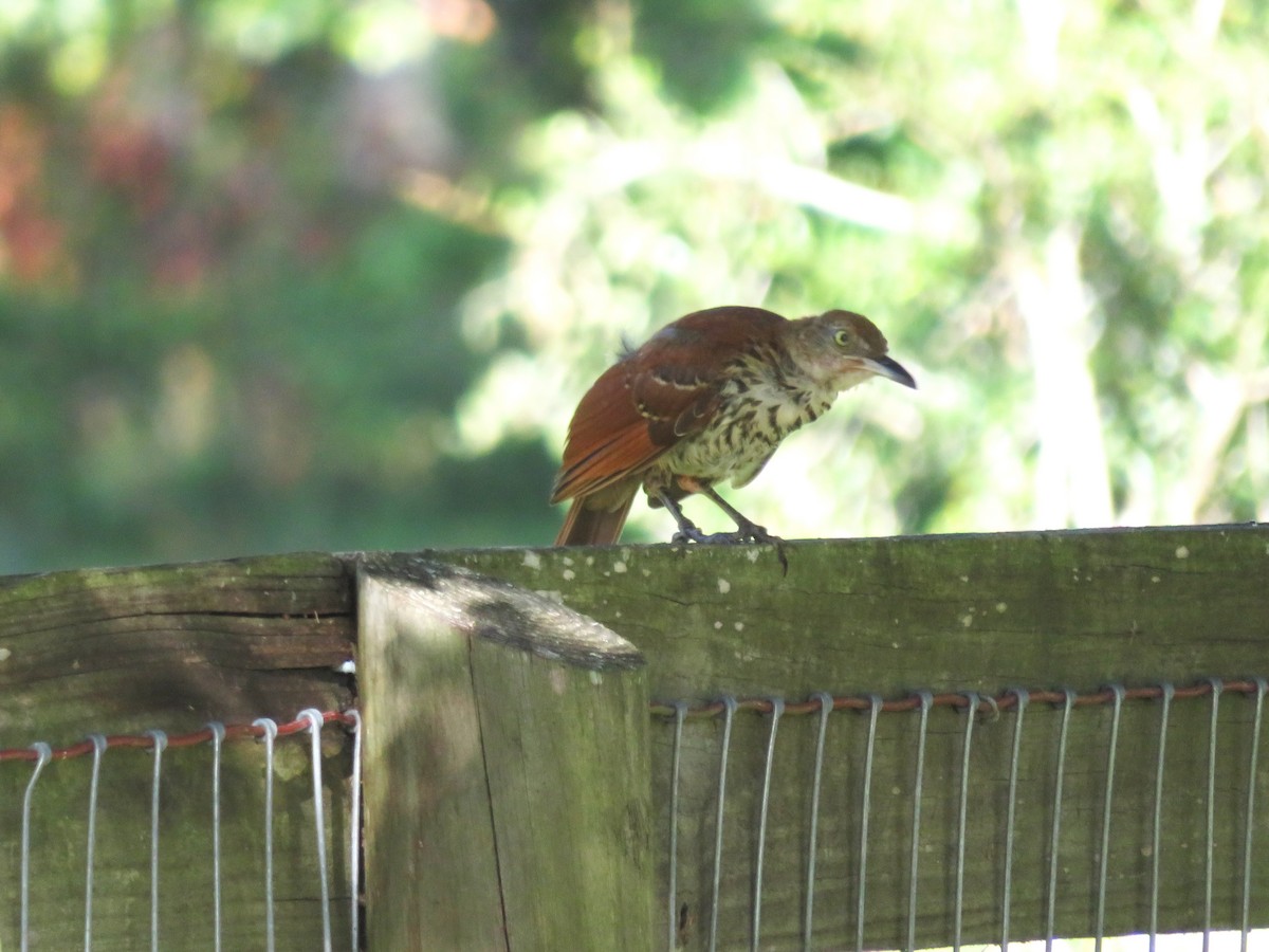 Brown Thrasher - ML638320753