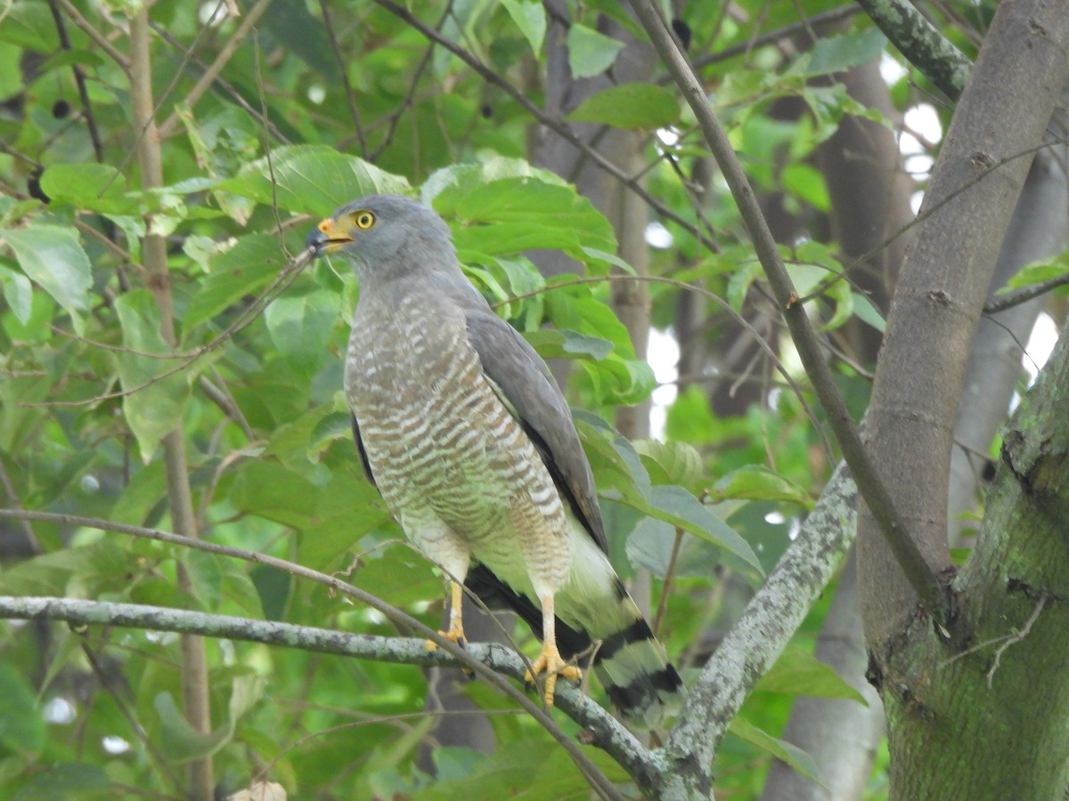 Roadside Hawk - ML638320755