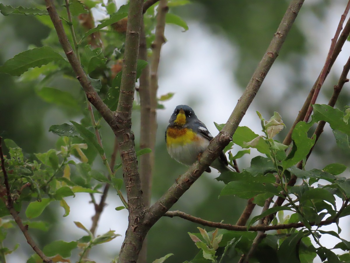Kuzeyli Parula - ML638320760
