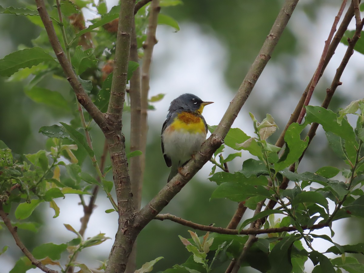 Kuzeyli Parula - ML638320762