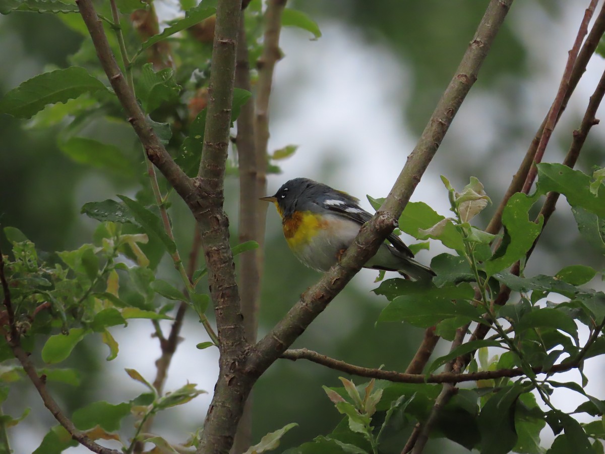 Kuzeyli Parula - ML638320764