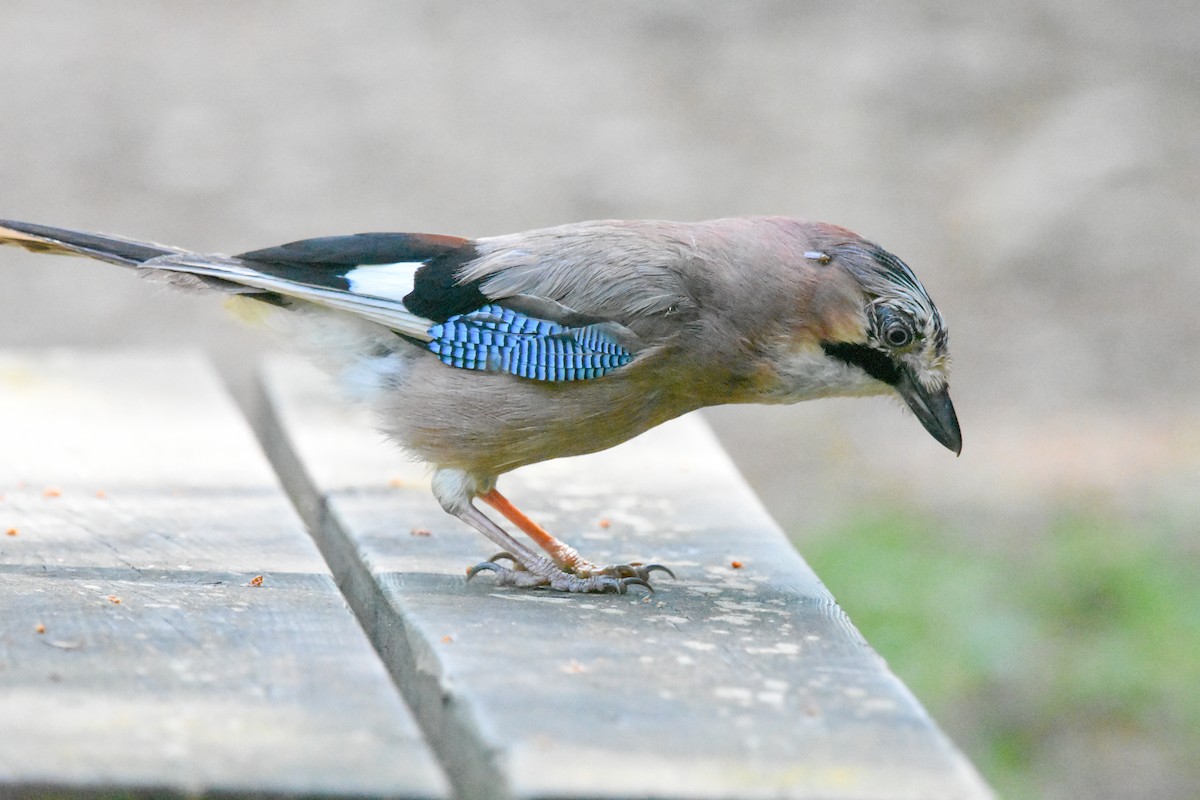 カケス - ML638320775