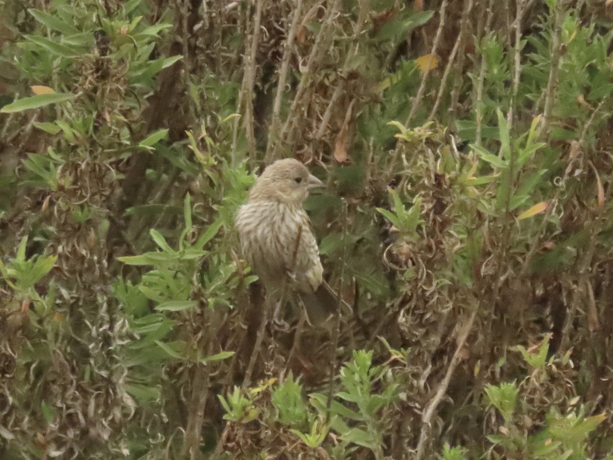House Finch - ML638320777