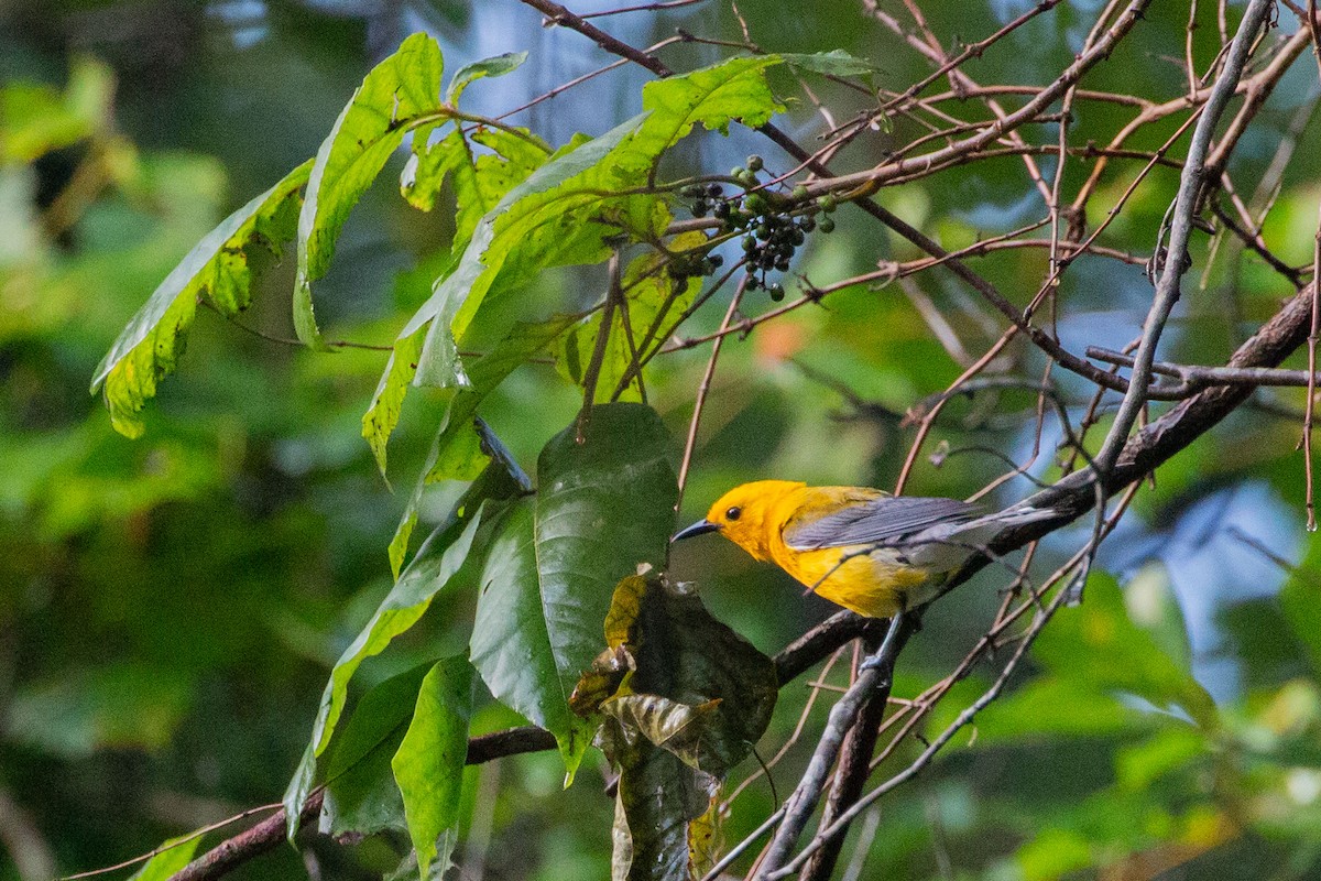 Prothonotary Warbler - ML638320779
