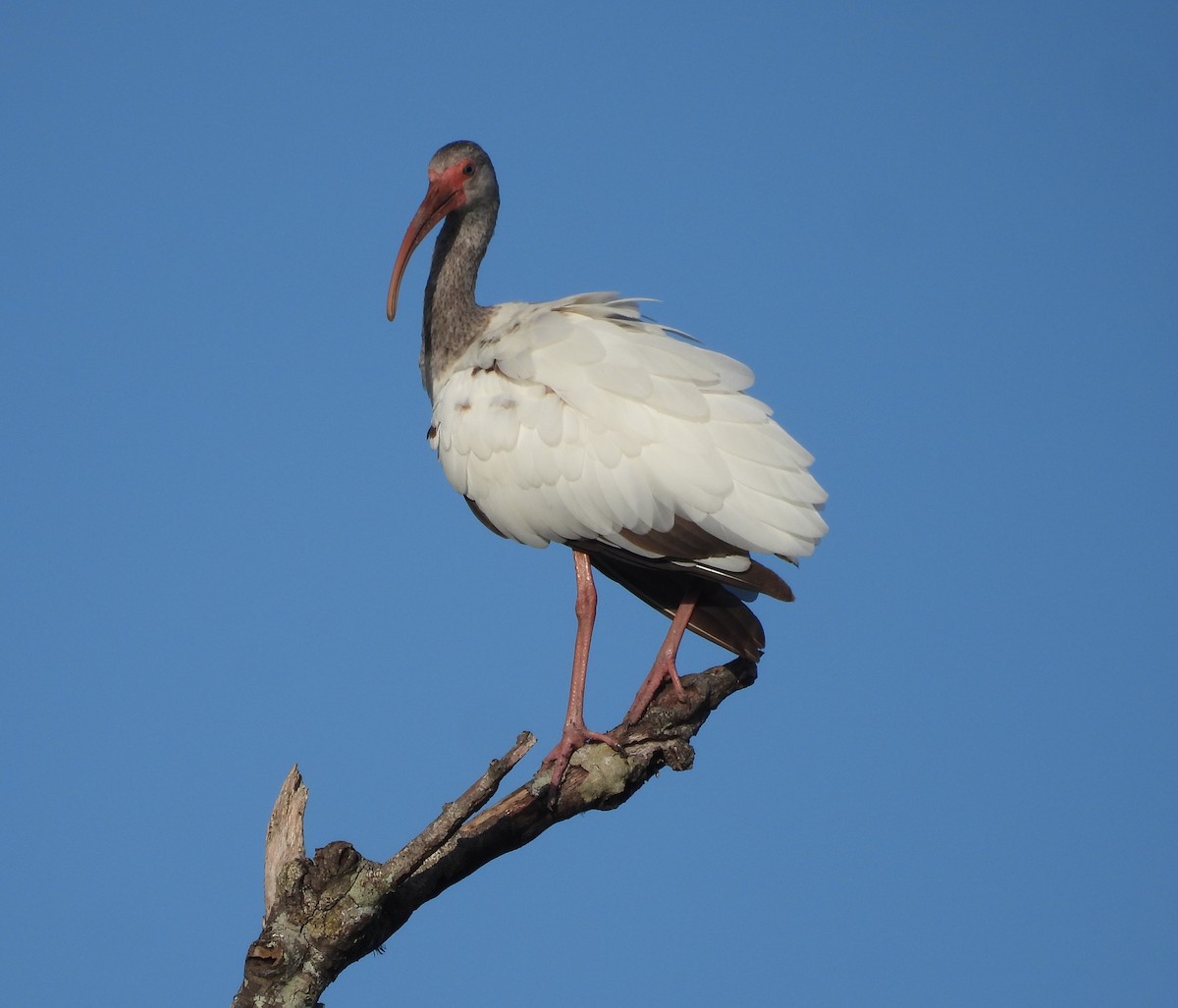 White Ibis - ML638320781