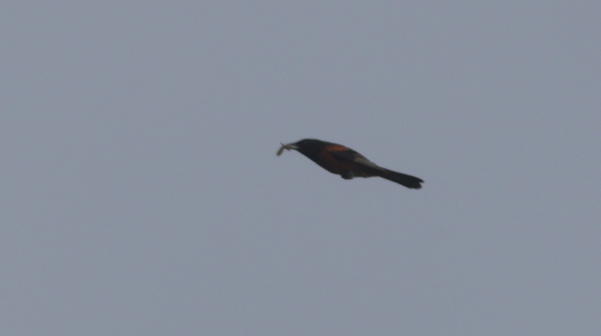 Orchard Oriole - ML638320783