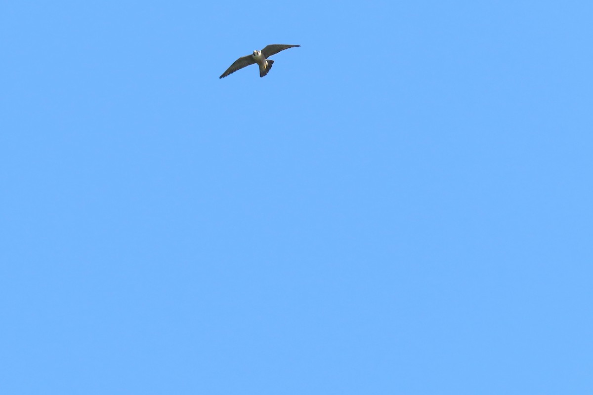 Halcón Peregrino - ML638320788