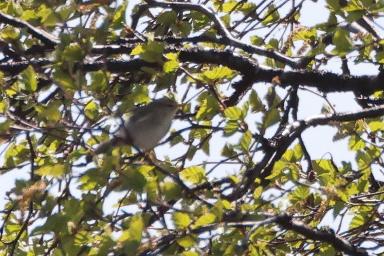 Mosquitero Musical - ML638320793