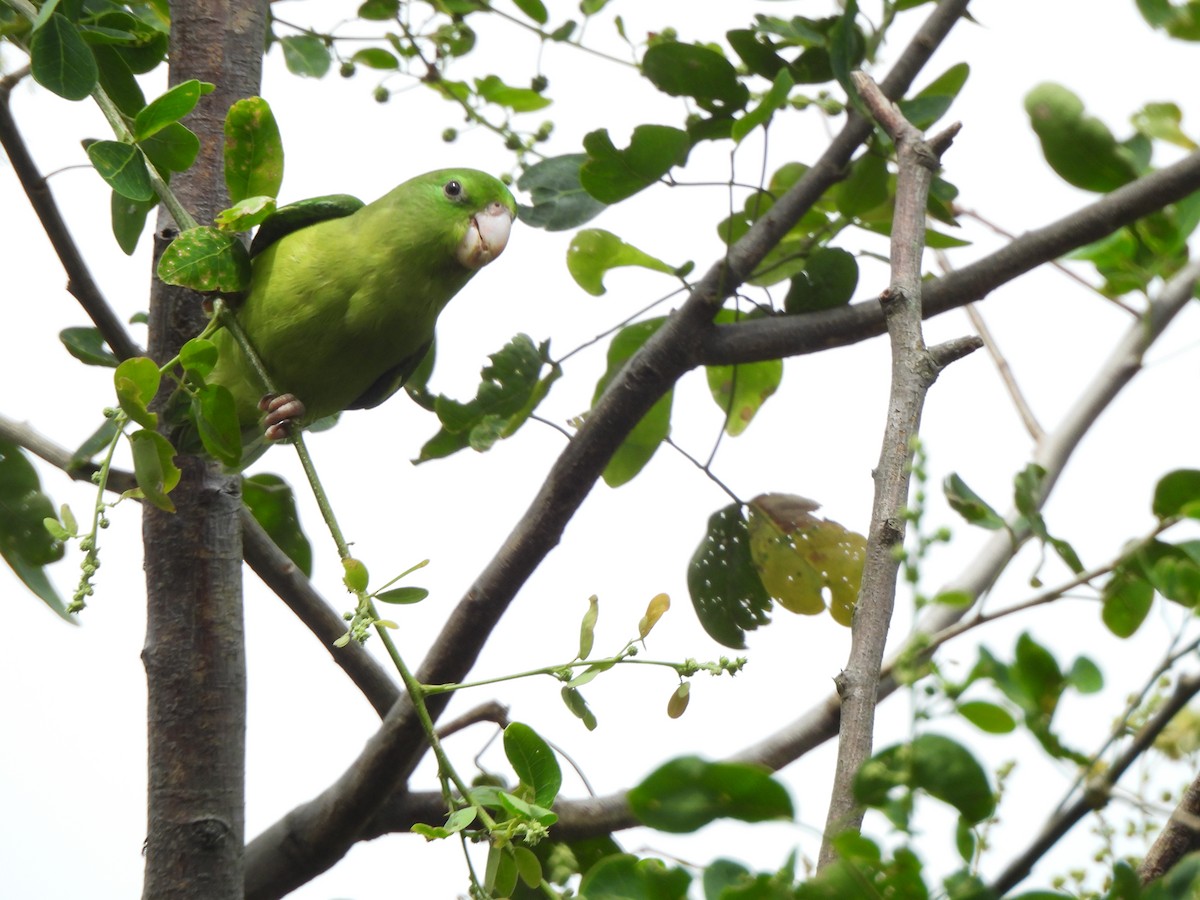 Spectacled Parrotlet - ML638320812