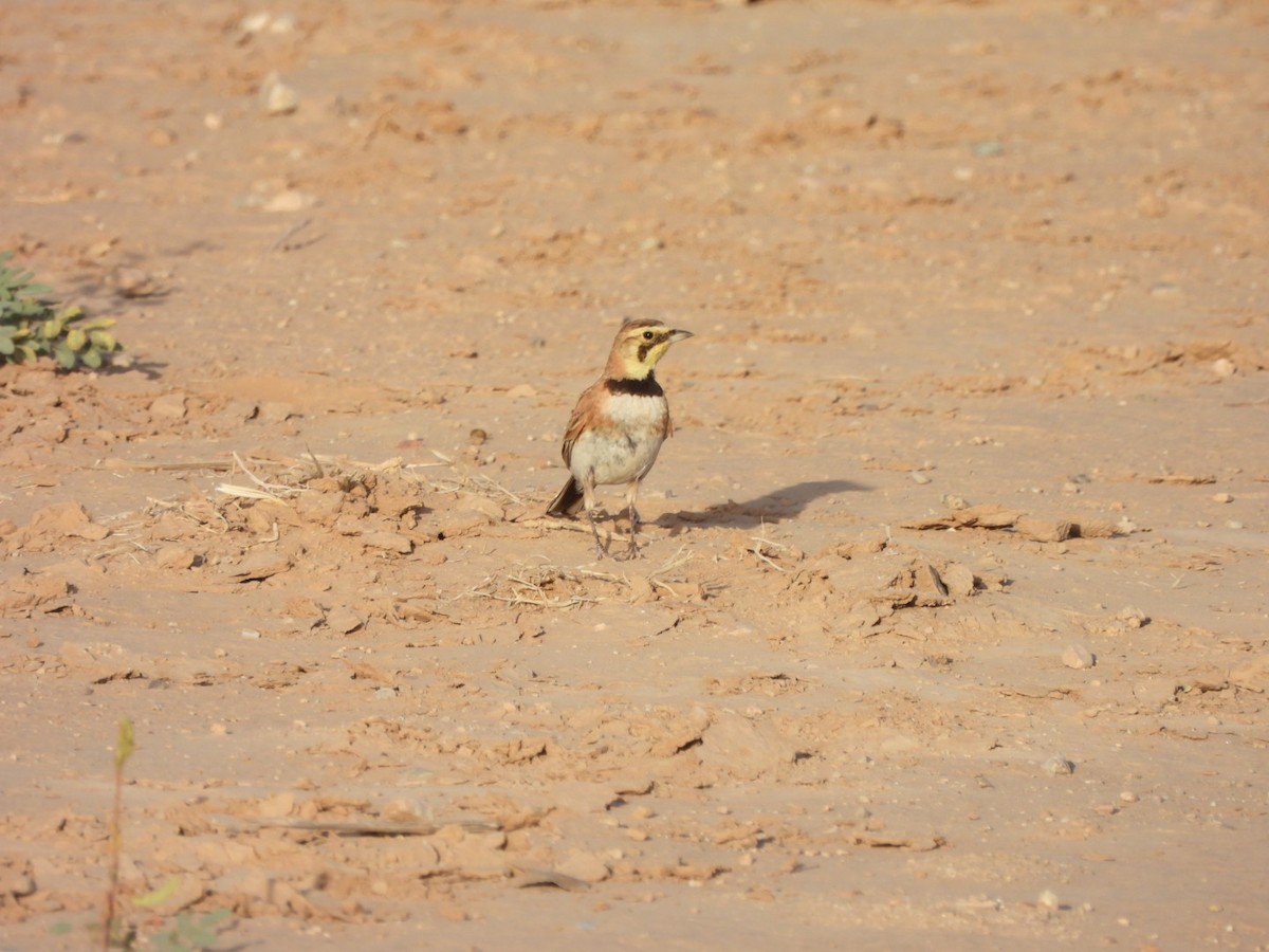 Horned Lark - ML638320814