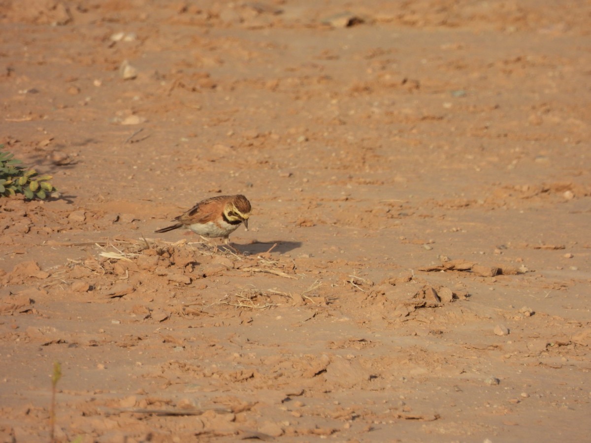 Horned Lark - ML638320815