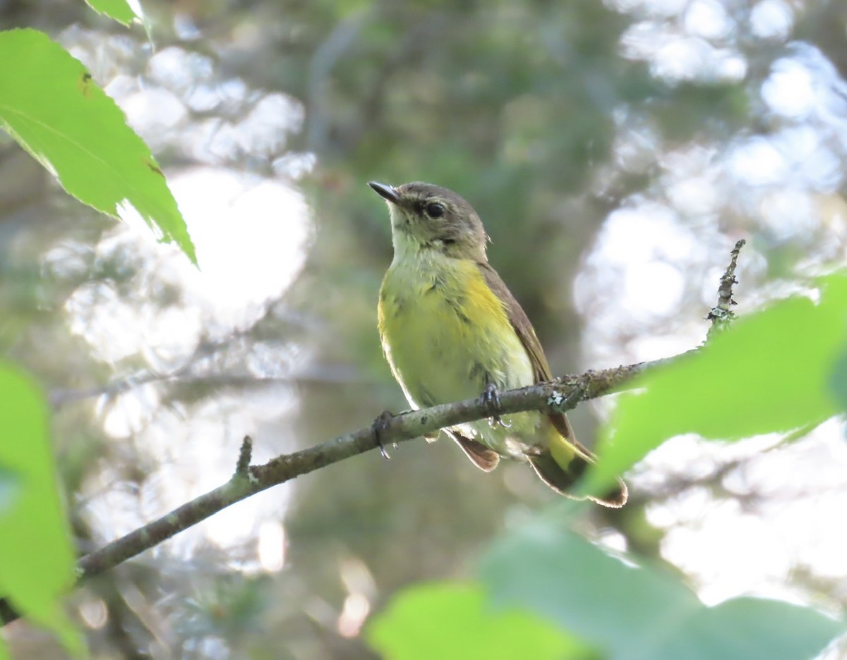 American Redstart - ML638320818