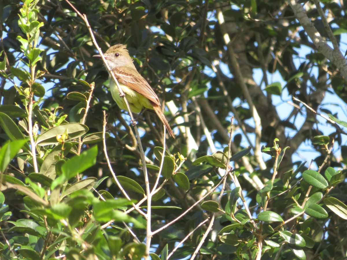 Great Crested Flycatcher - ML638320820