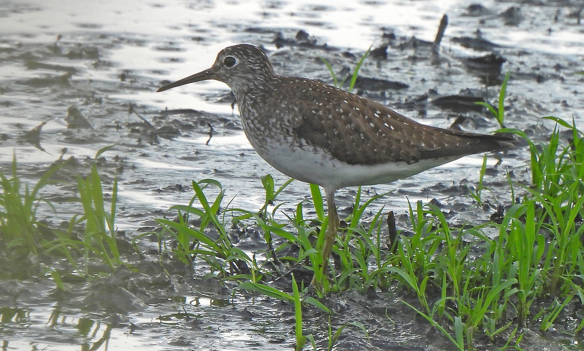 Solitary Sandpiper - ML638320822