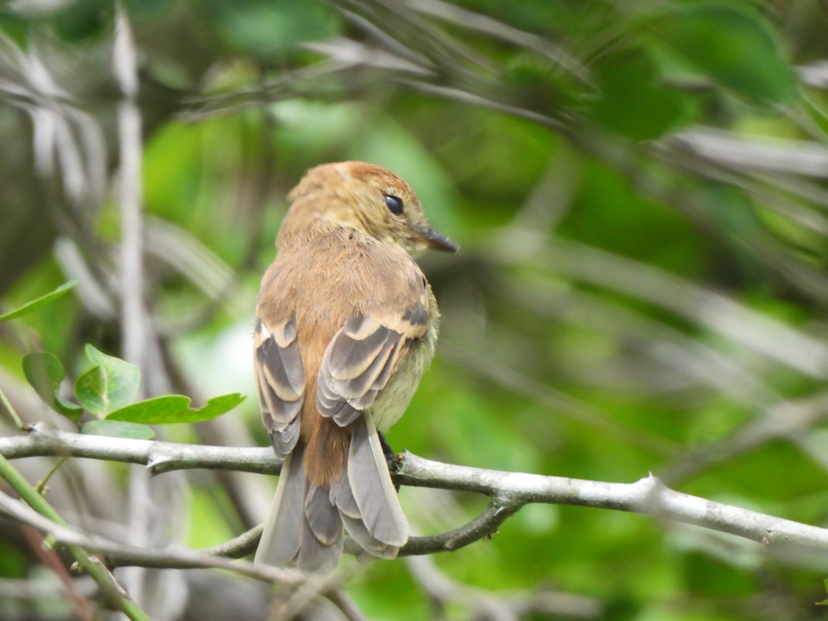 Bran-colored Flycatcher - ML638320829