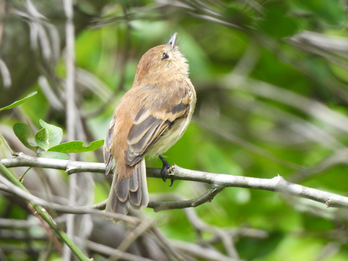 Bran-colored Flycatcher - ML638320830