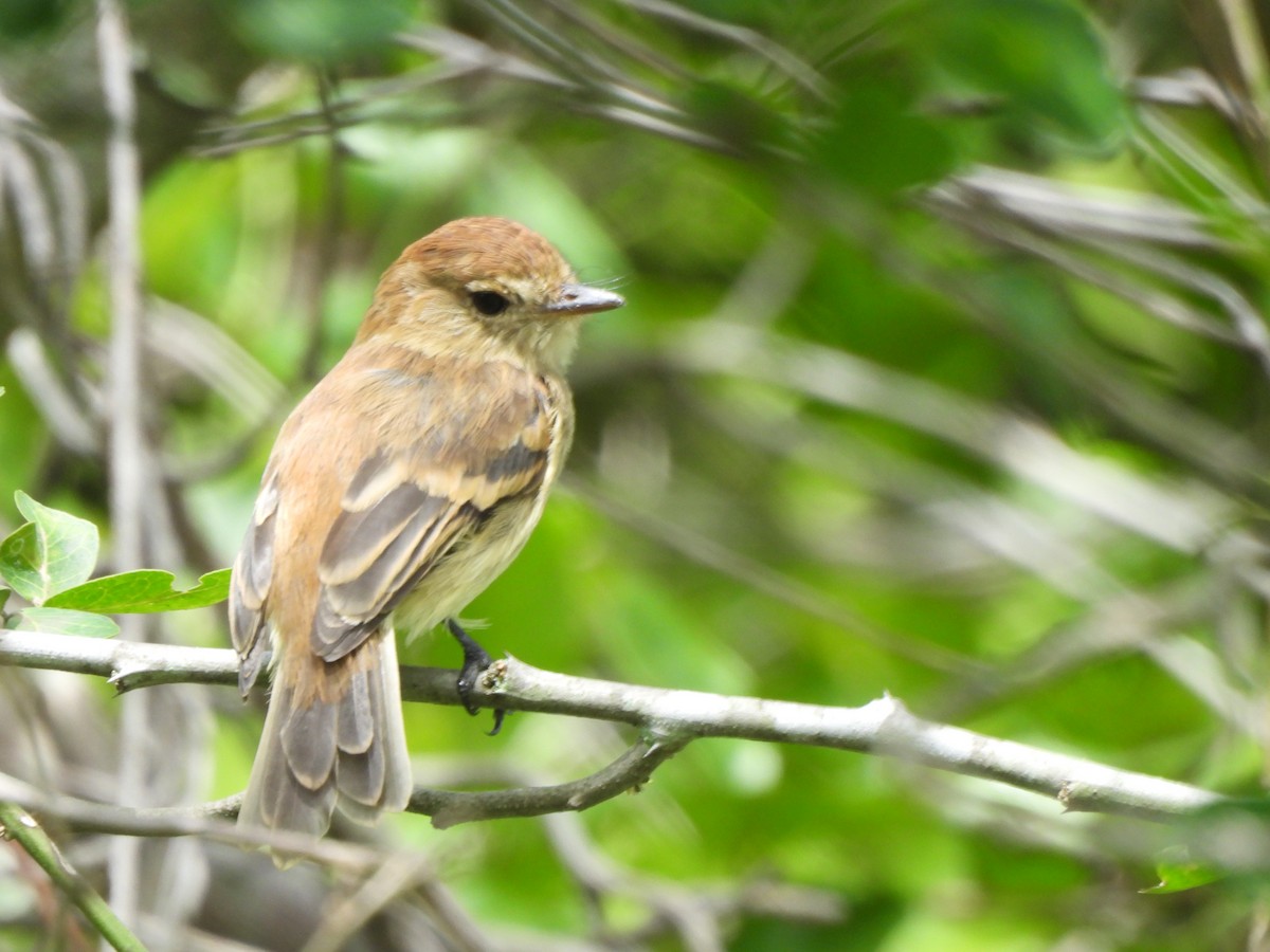 Bran-colored Flycatcher - ML638320831