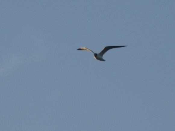 Laughing Gull - ML638320838